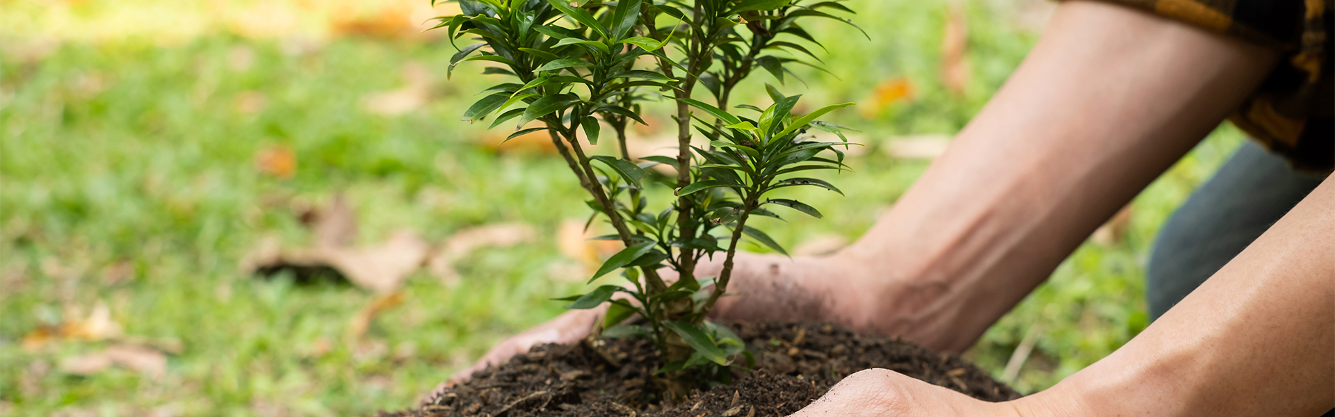 header-1-essai-1-arbre-1
